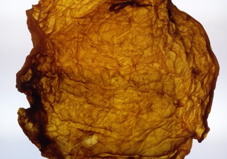 bioleather made from SCOBY