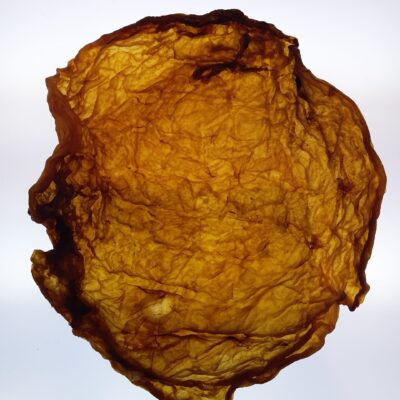 bioleather made from SCOBY